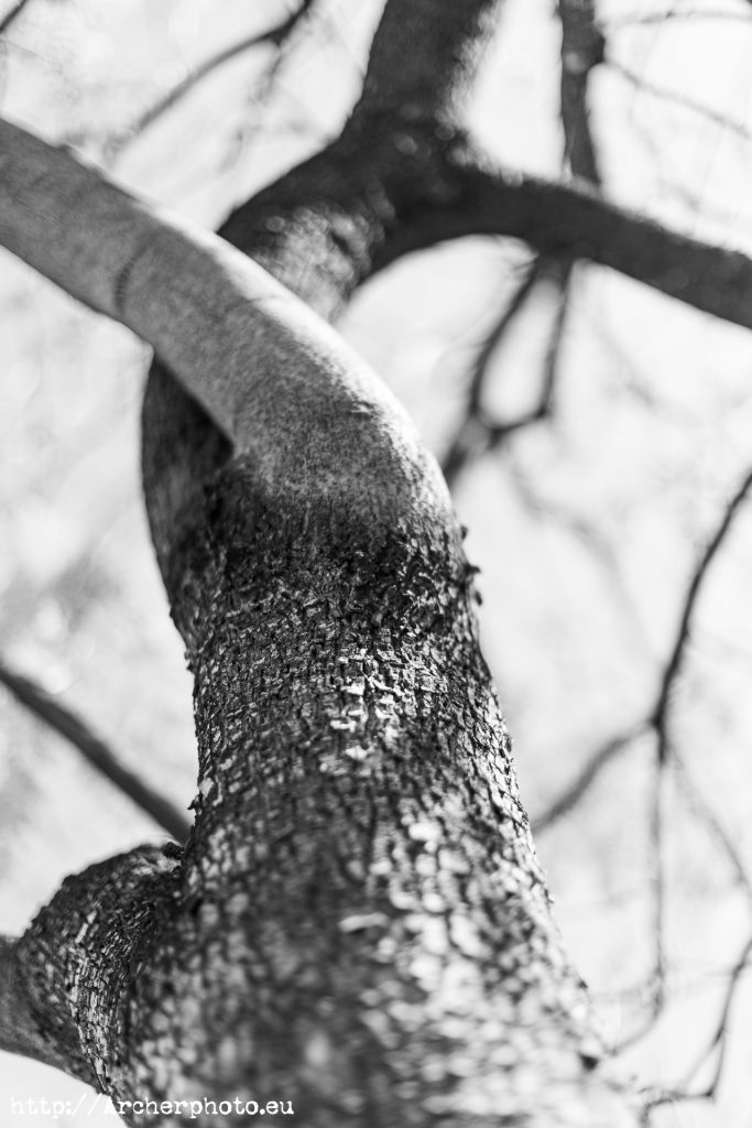 Árbol en el Parque de Cabecera de València