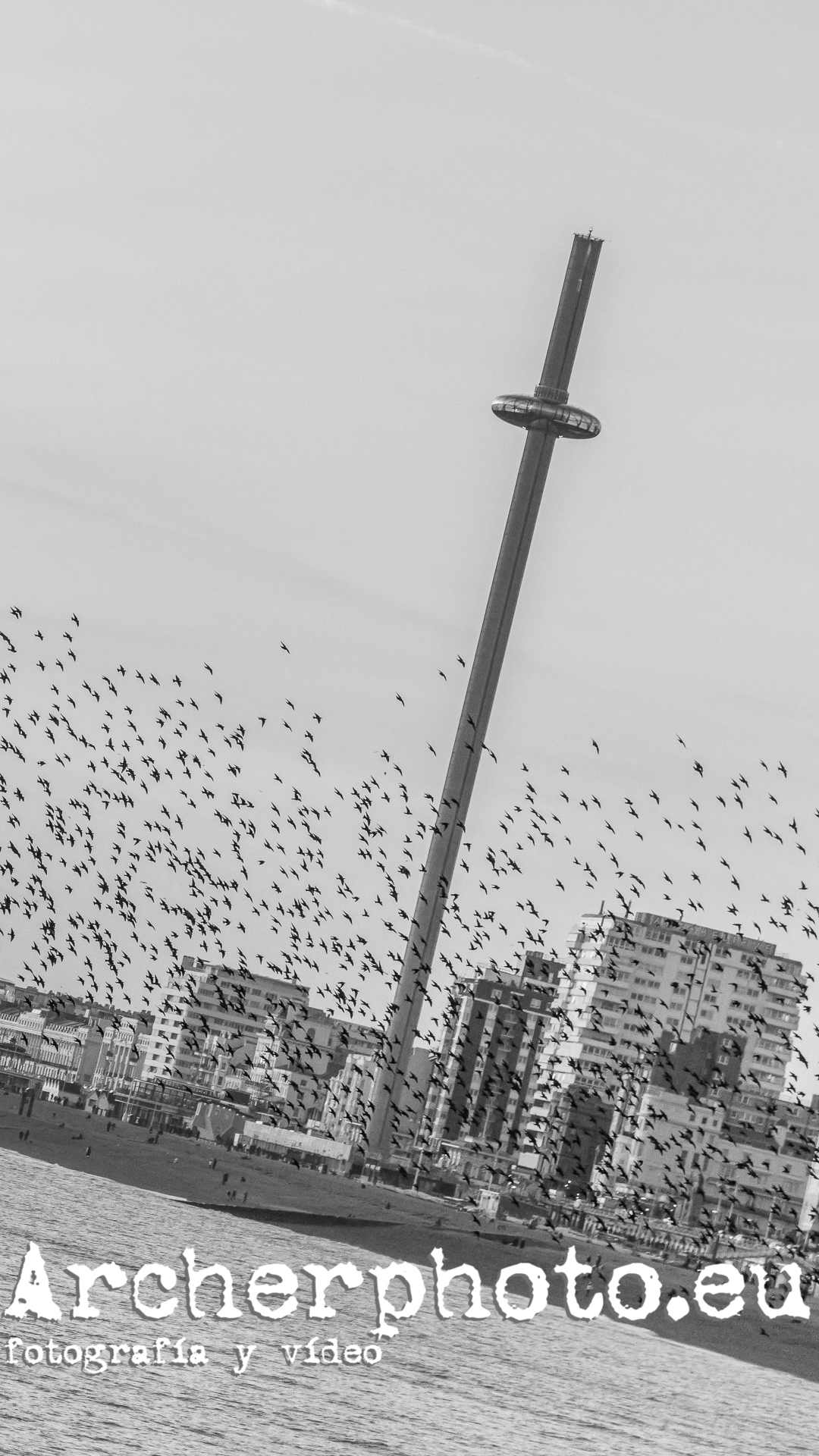 Starlings in Brighton
