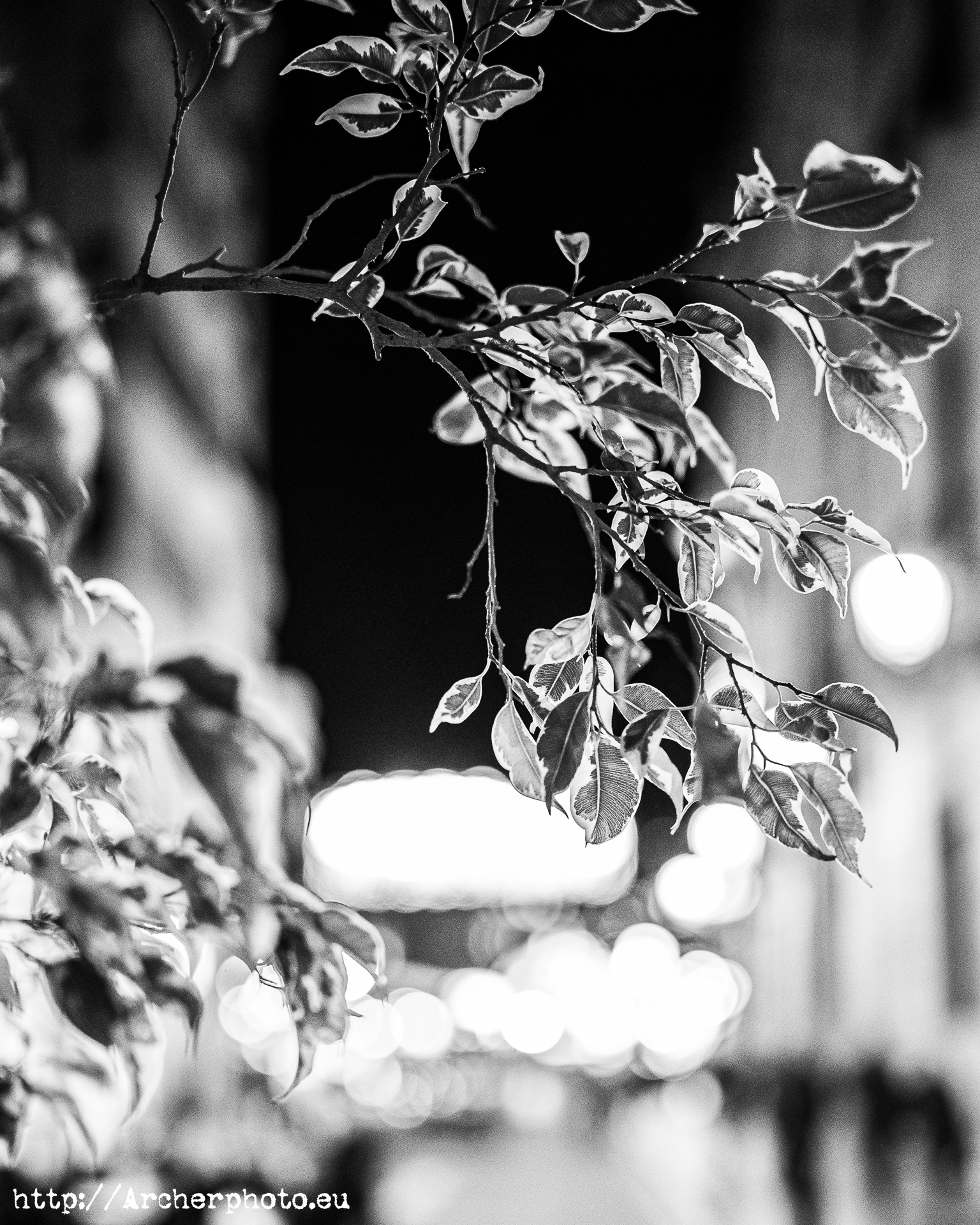 35mm, noche y plantas