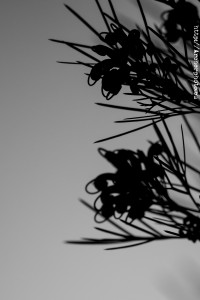 7-2-2022, Zeiss Jena 135 F4 en blanco y negro, Contraluz en el Parc Central