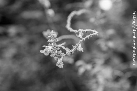 En el Jardín Botánico, fotografía en blanco y negro.