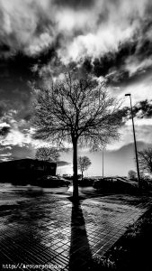 Tree by Archerphoto, bw picture